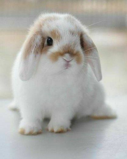 bunny rabbit🐰