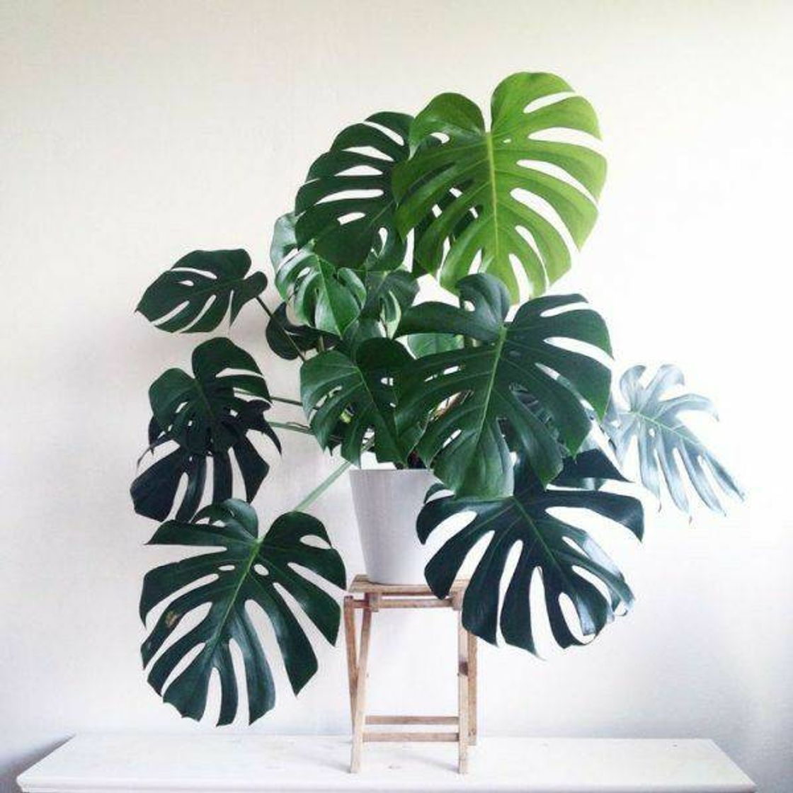 Moda Planta monstera deliciosa