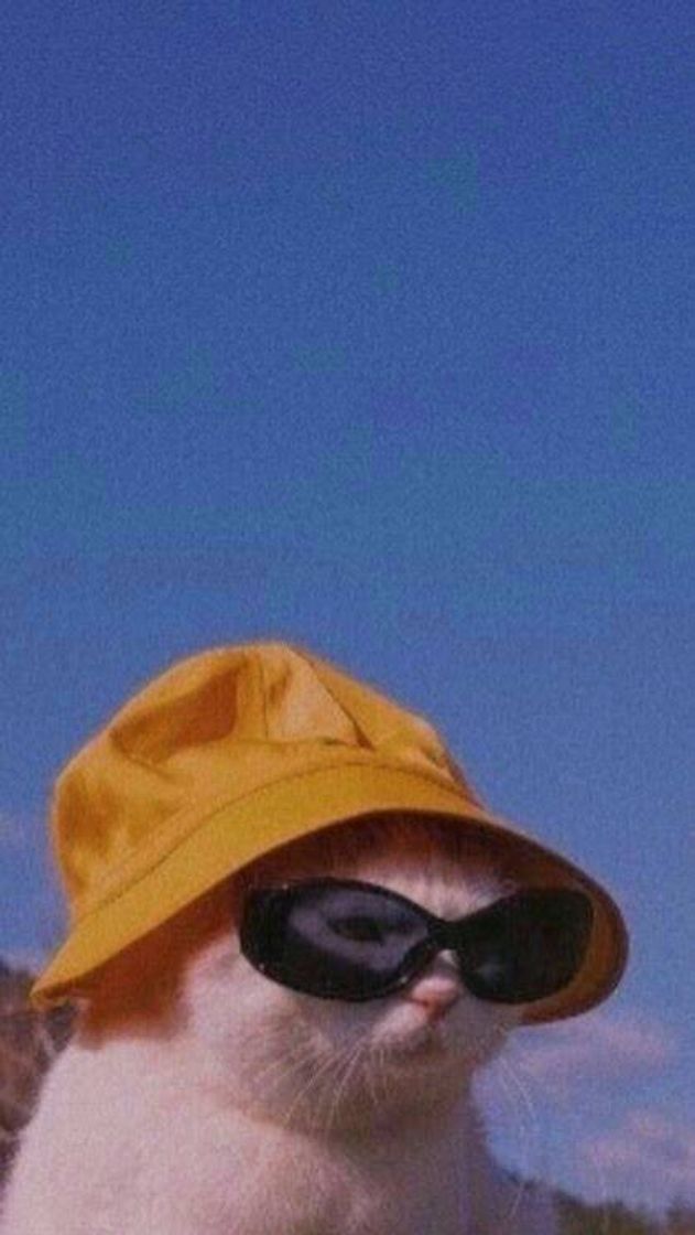 Social Wallpaper de gatinho 