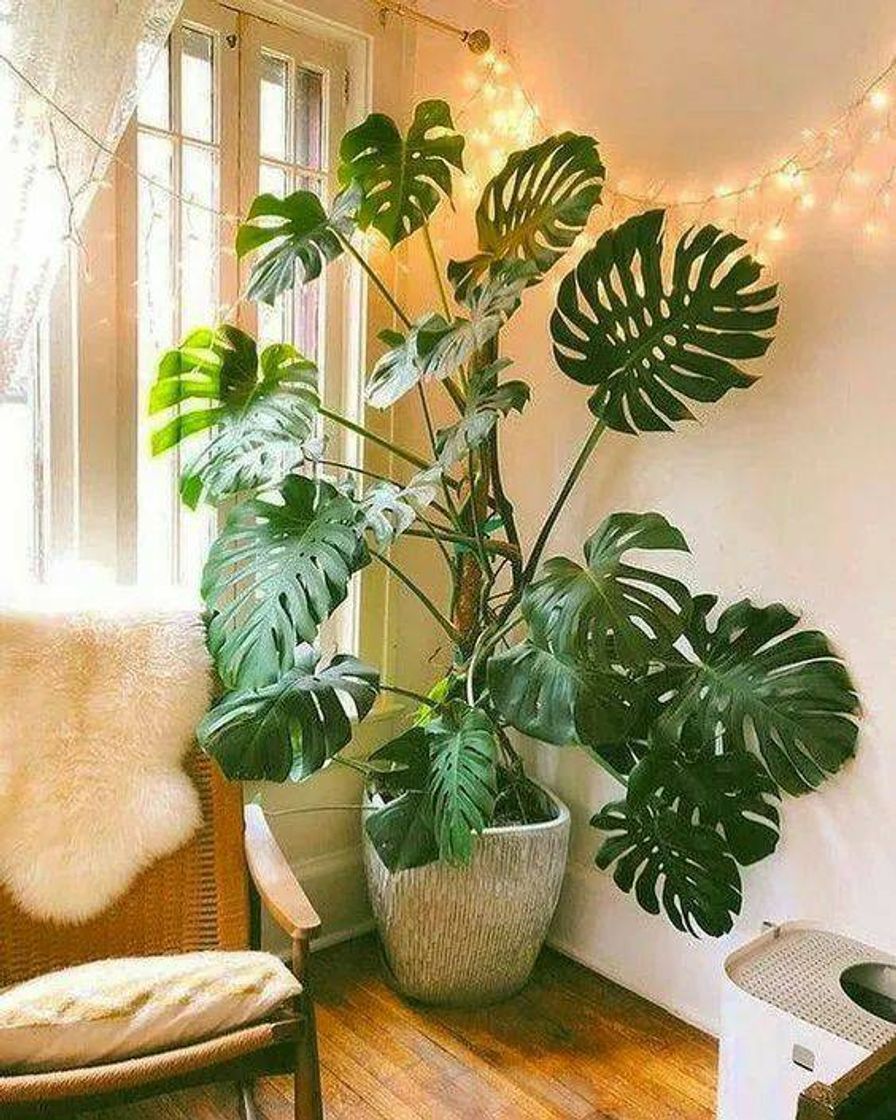 Fashion Plantas para dentro de casa