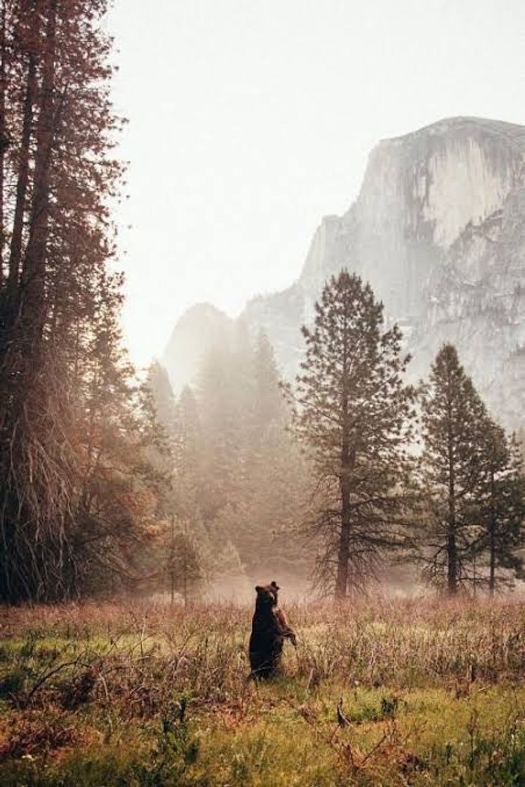 Lugar Yosemite