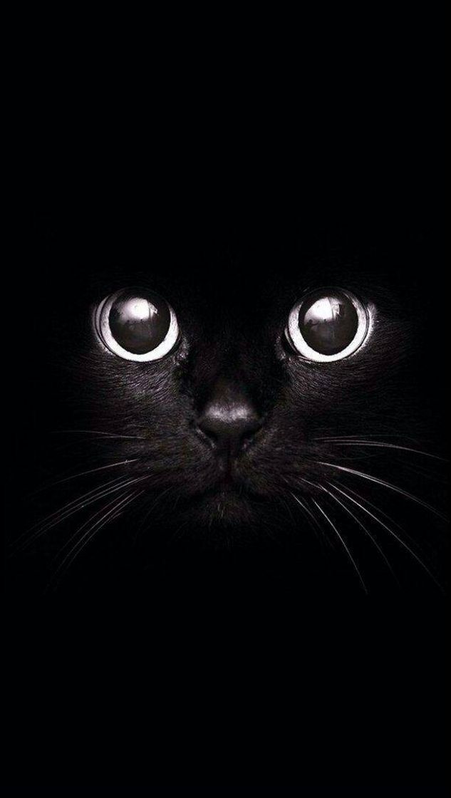 Fashion Wallpaper Cat black