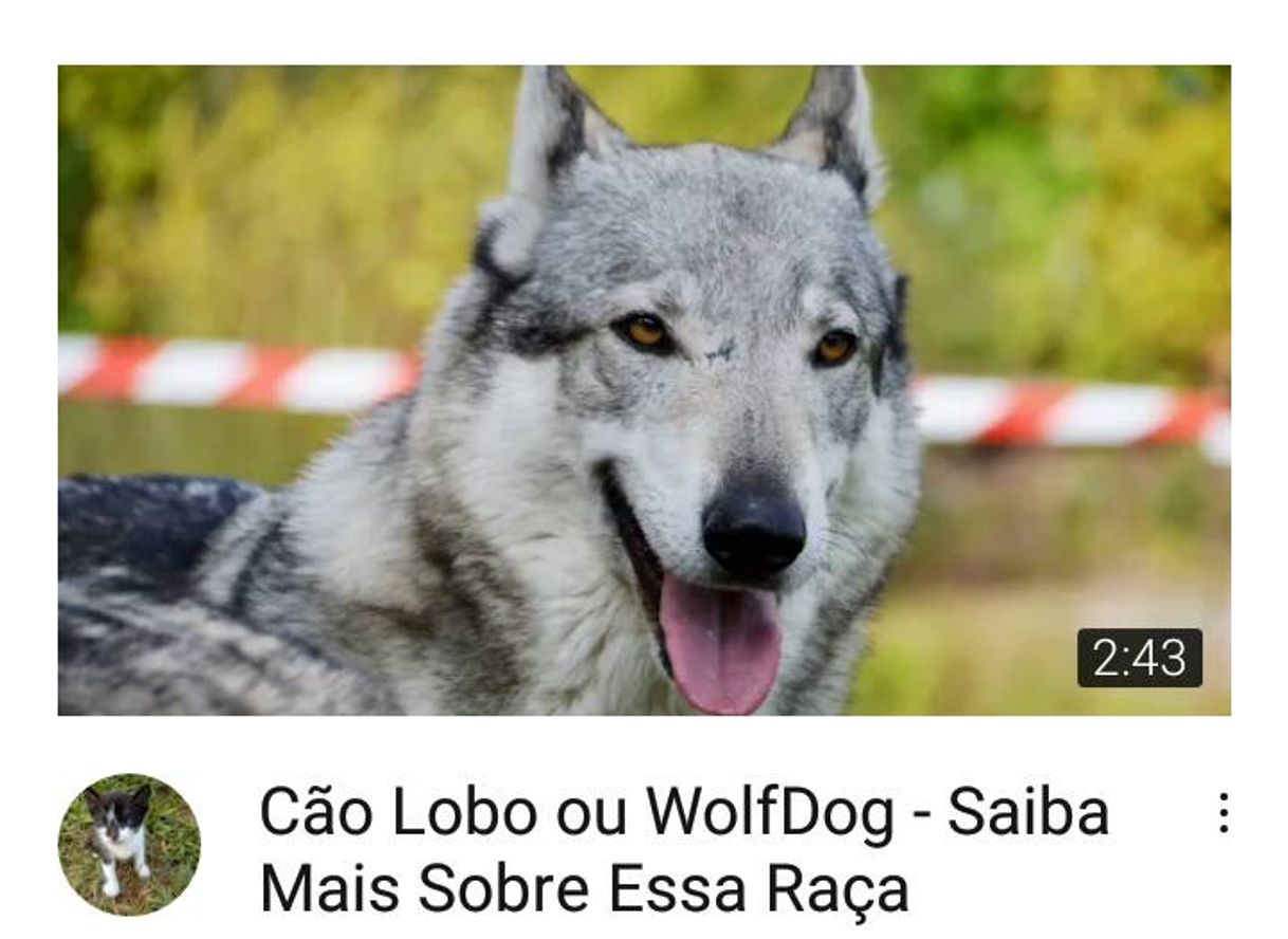 Moda Cão lobo ou wolfdog