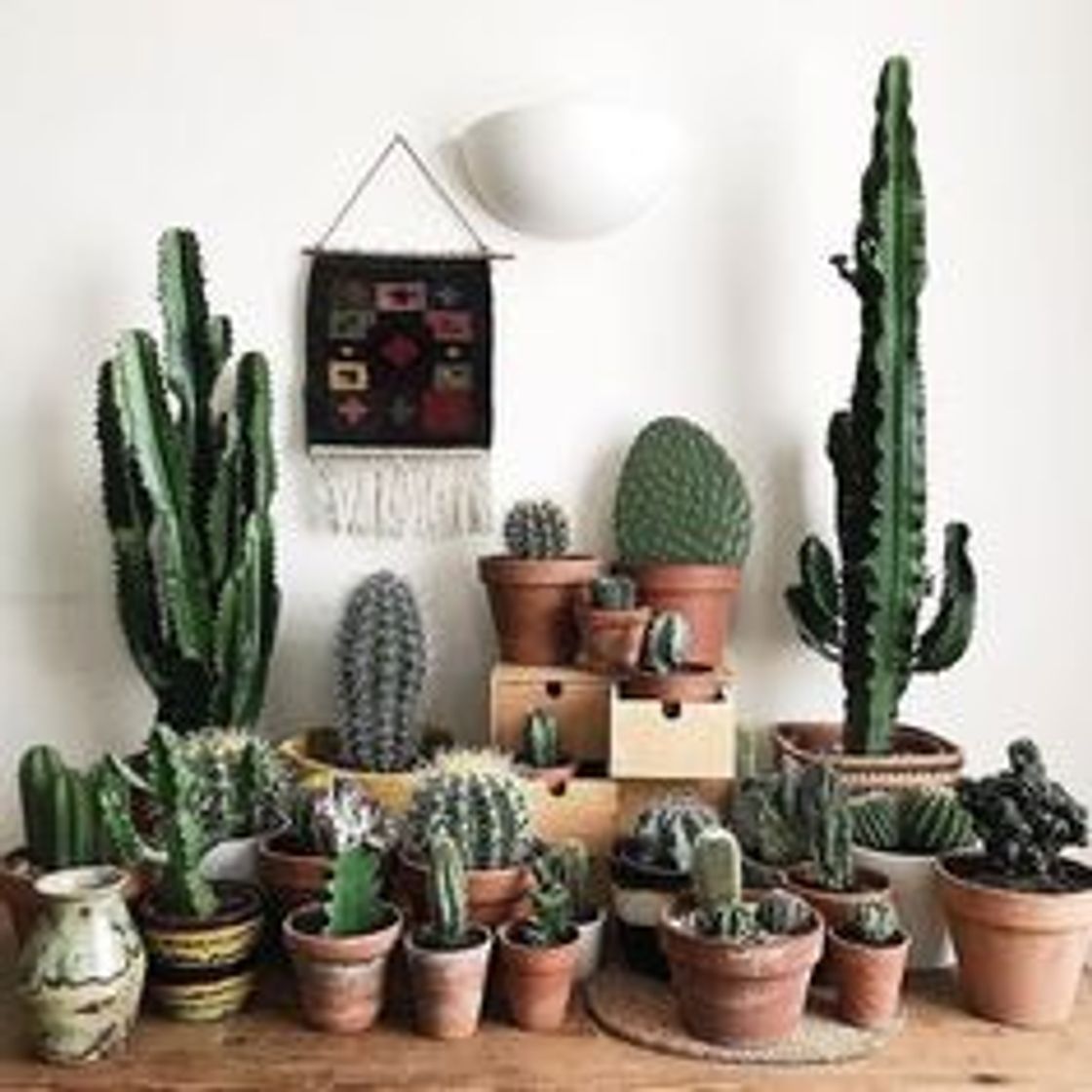 Fashion 🌵A MELHOR PLANTA DE CASA🌵