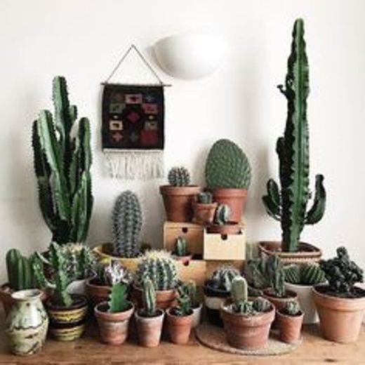 🌵A MELHOR PLANTA DE CASA🌵