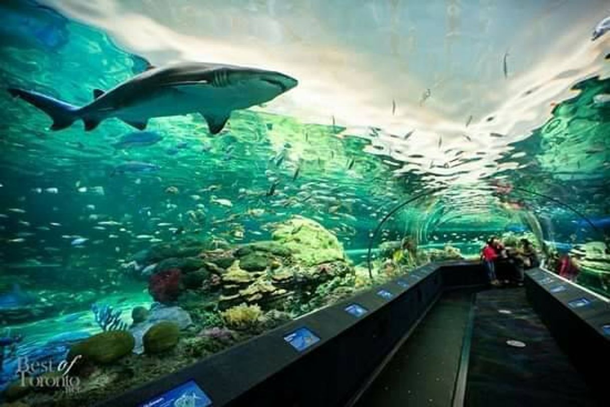 Place Ripley Aquarium