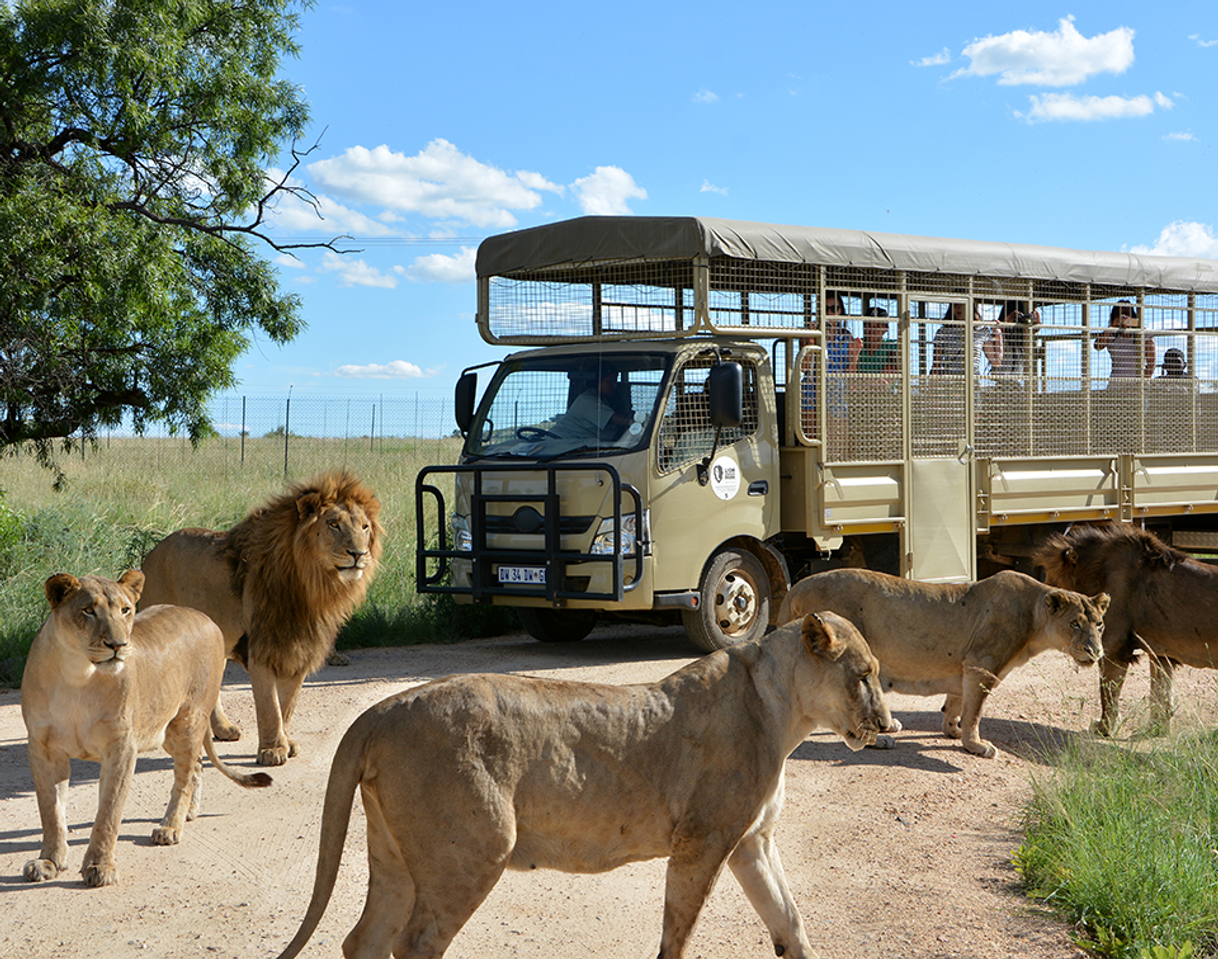 Places Lion & Safari Park