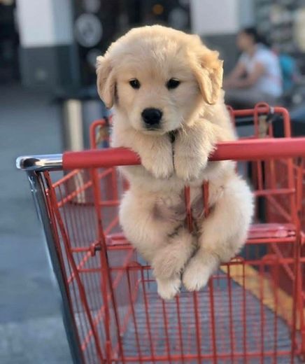 Vamos fazer compras?