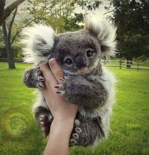 Eu quero um coala...