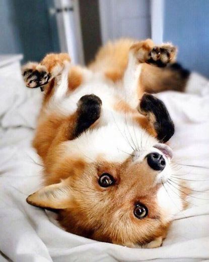 Fox 🦊 (raposinha) meu animal preferido