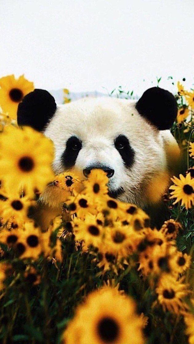 Moda 🐼🌻