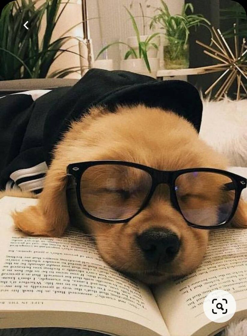 Moda Intellectual dog