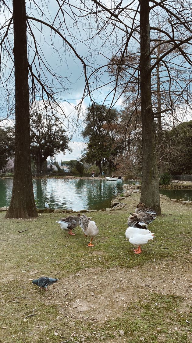 Local Villa Borghese