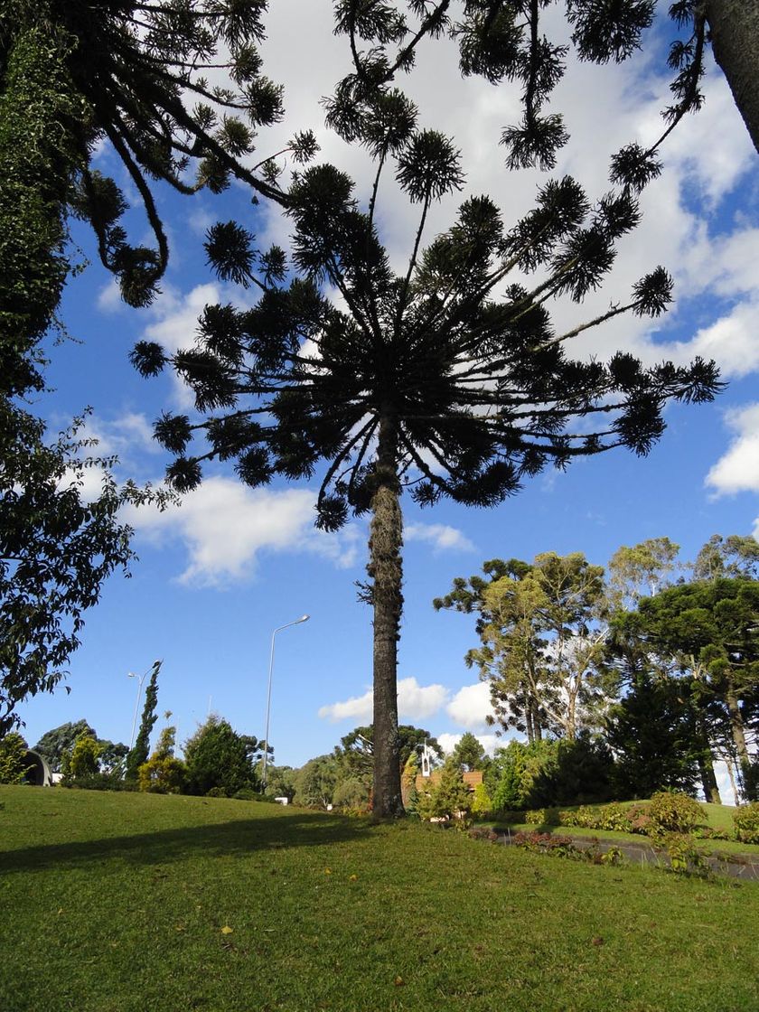 Lugares Araucária