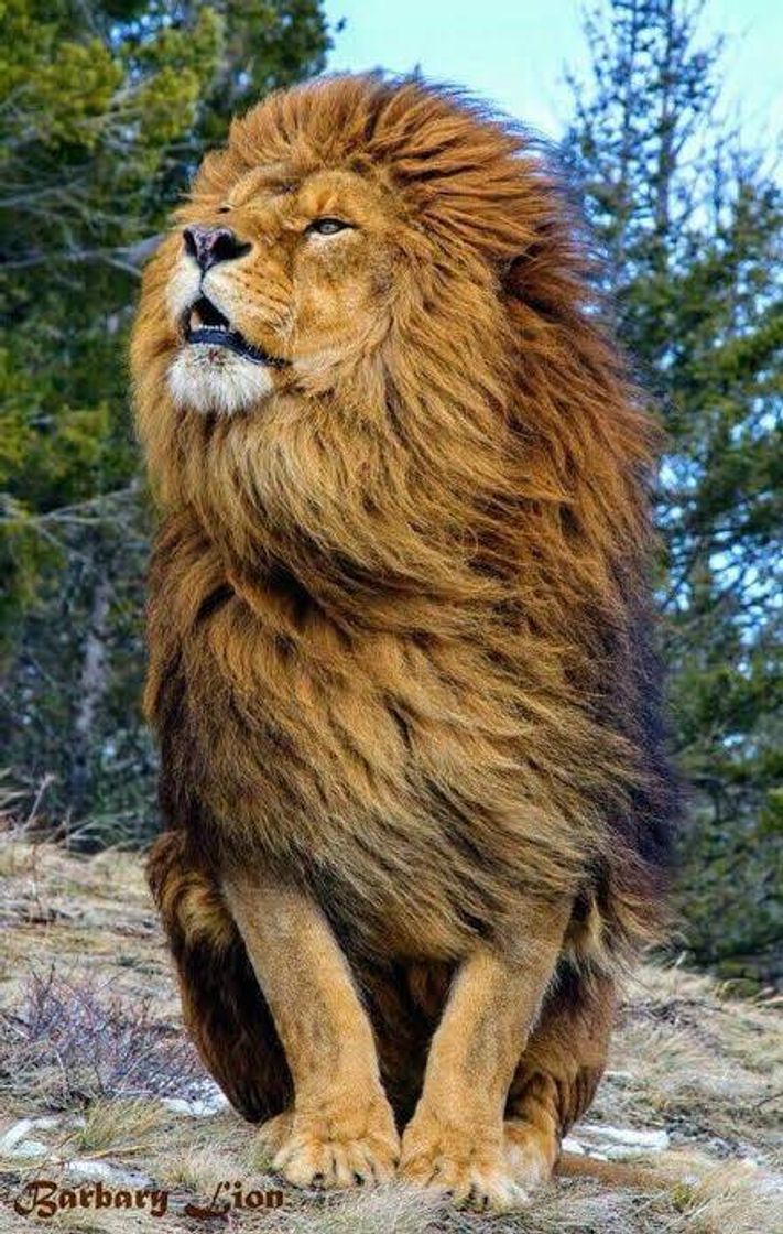 Social Leones - ficha de animales
