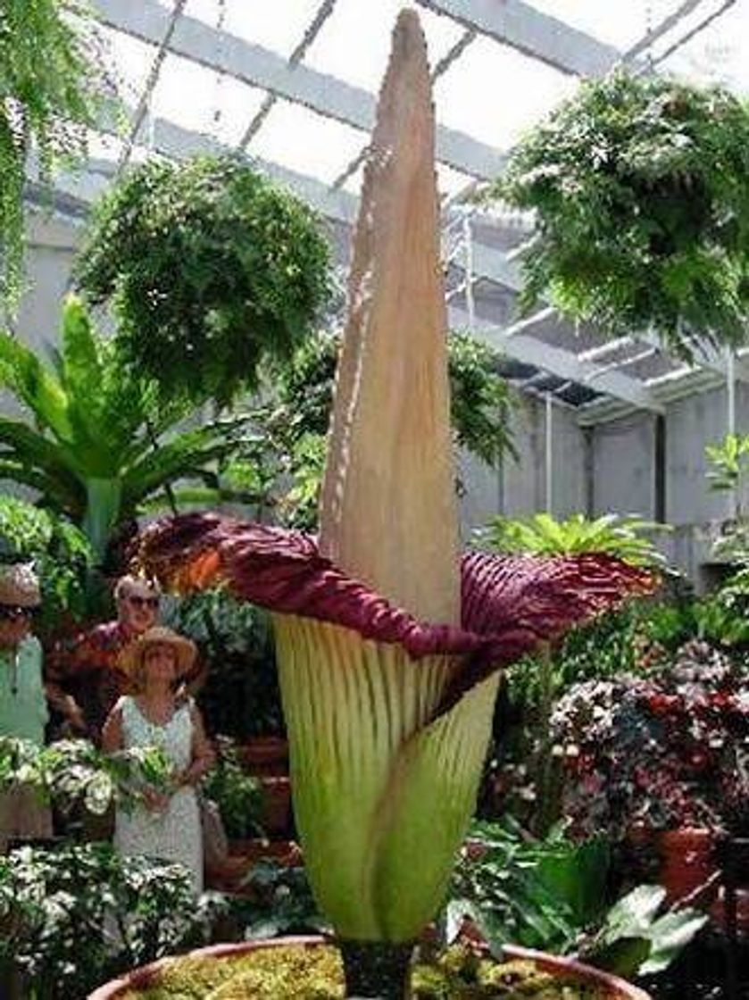 Social AMORPHOPHALLUS titanum (flor cadáver)

