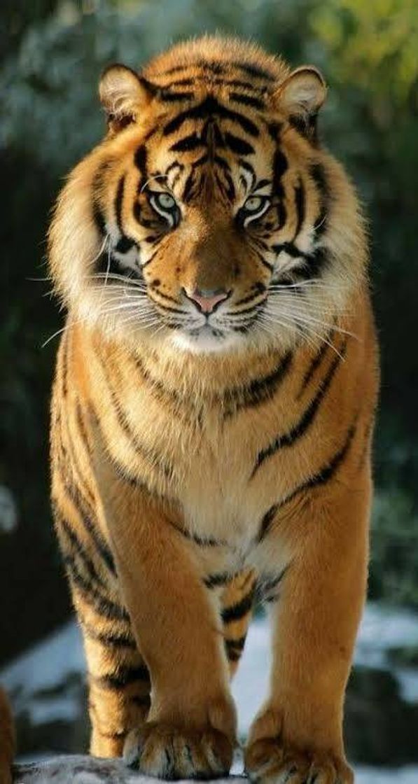 Social Tigre de bengala