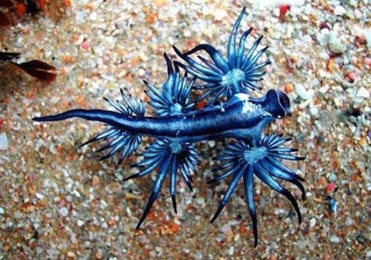 Social Glaucus atlanticus