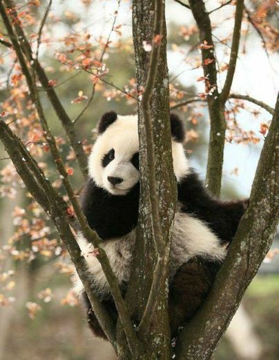 um urso panda fofo 