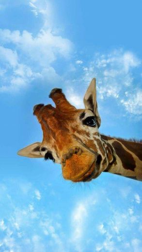 Wallpaper girafa