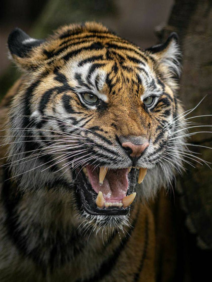Social Lindo Tigre 