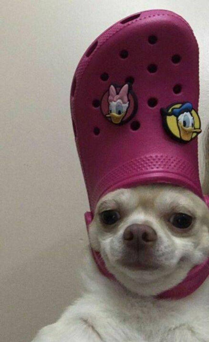 Fashion Dogzin de crocs