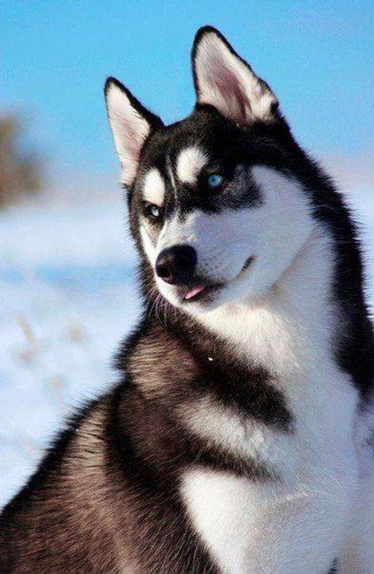 Fashion Husky Siberiano