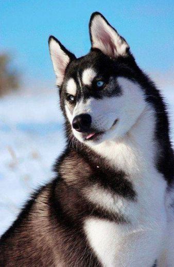 Husky Siberiano