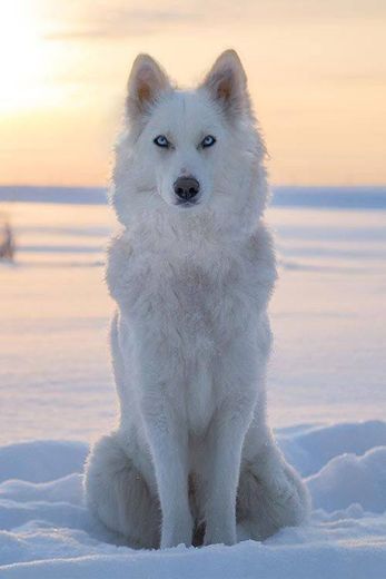 Husky siberiano branco