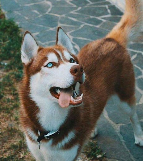 Husky siberiano vermelho