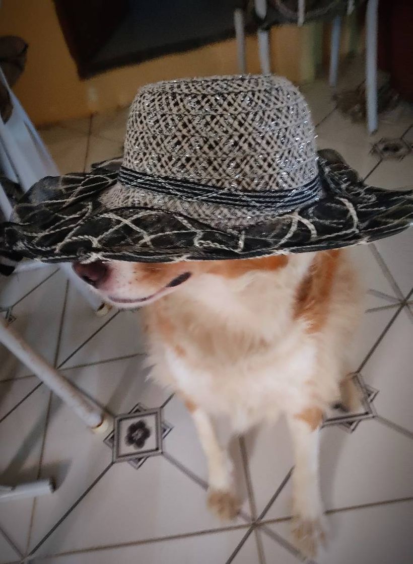 Moda Meu lindo cachorro 