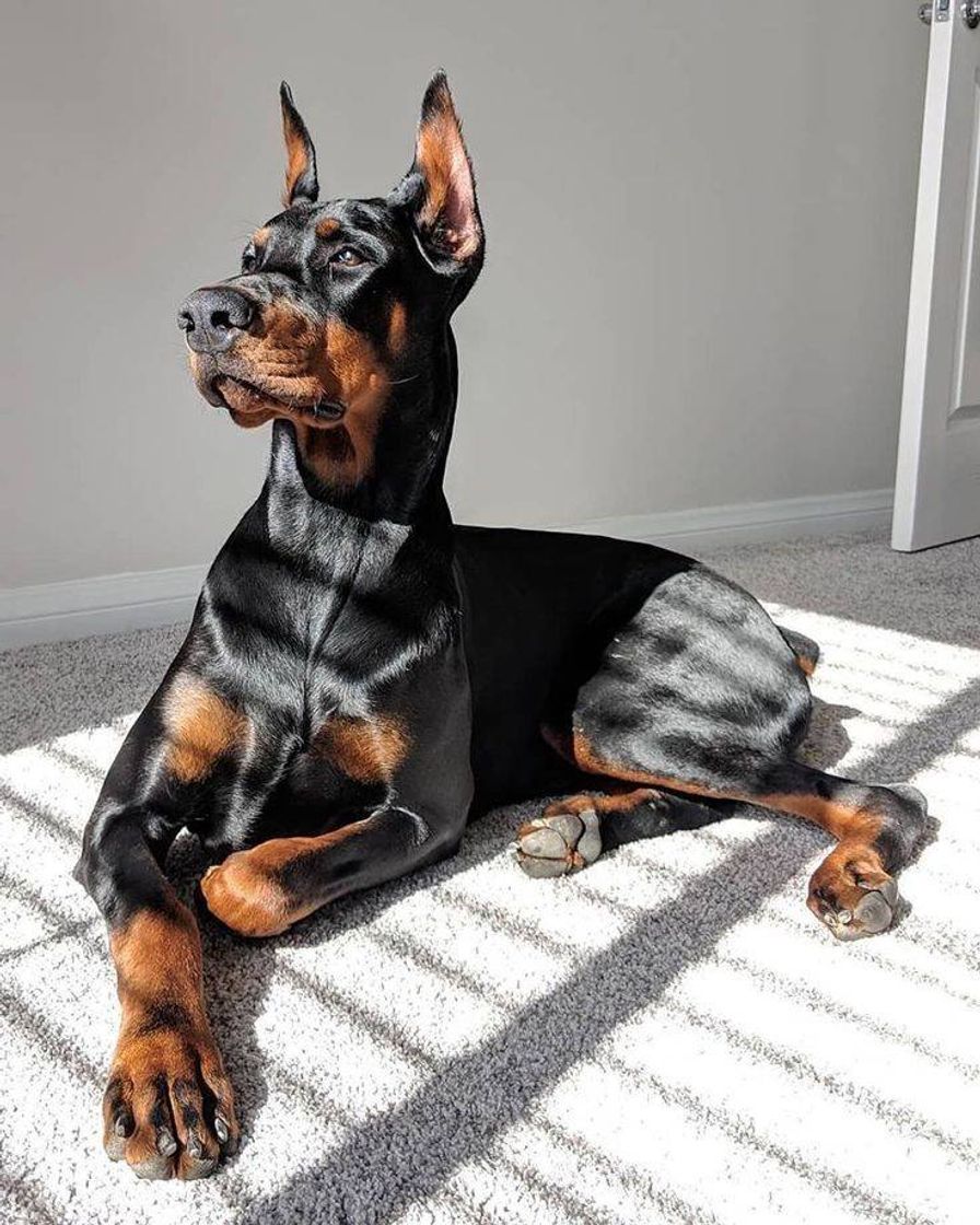 Moda Dobermans são meus favoritos