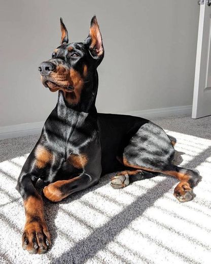 Dobermans são meus favoritos