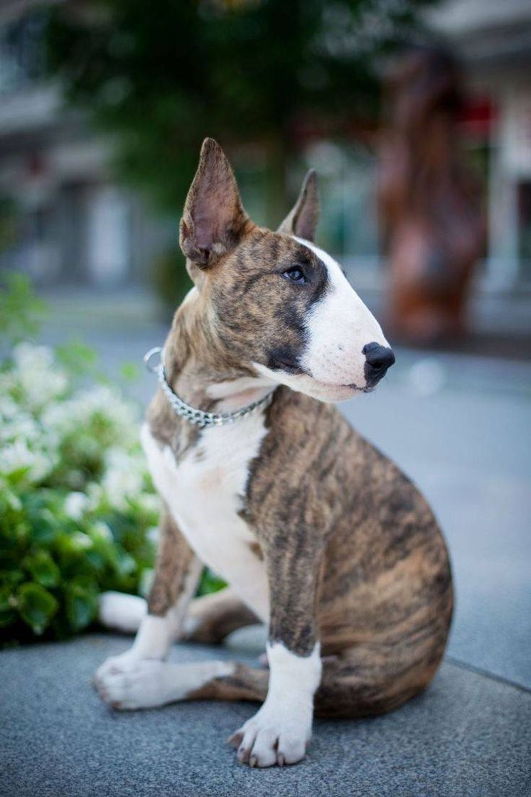 Moda E esse é meu terceiro favorito! Bull terrier