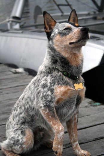 Blue heeler, com essa energia, sustenta uma cidade! 