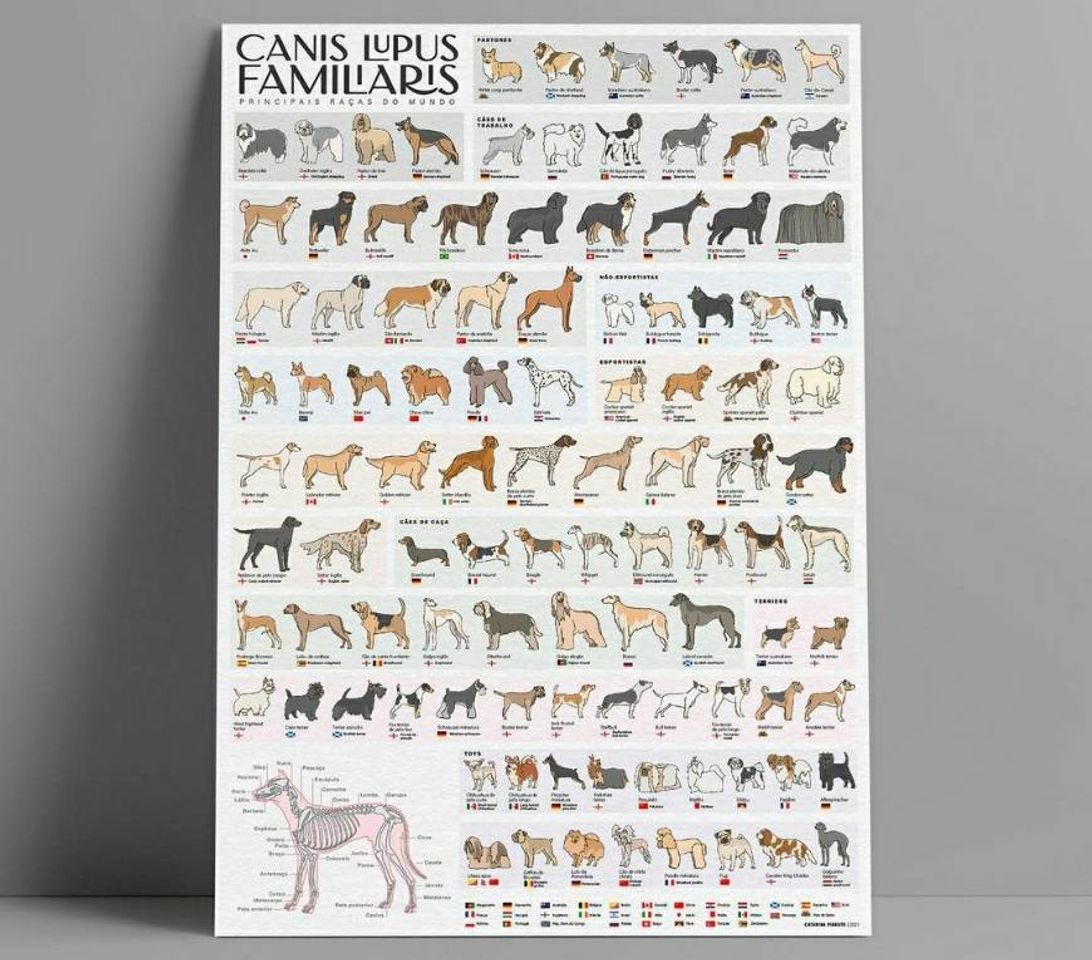Social Poster raças de cães