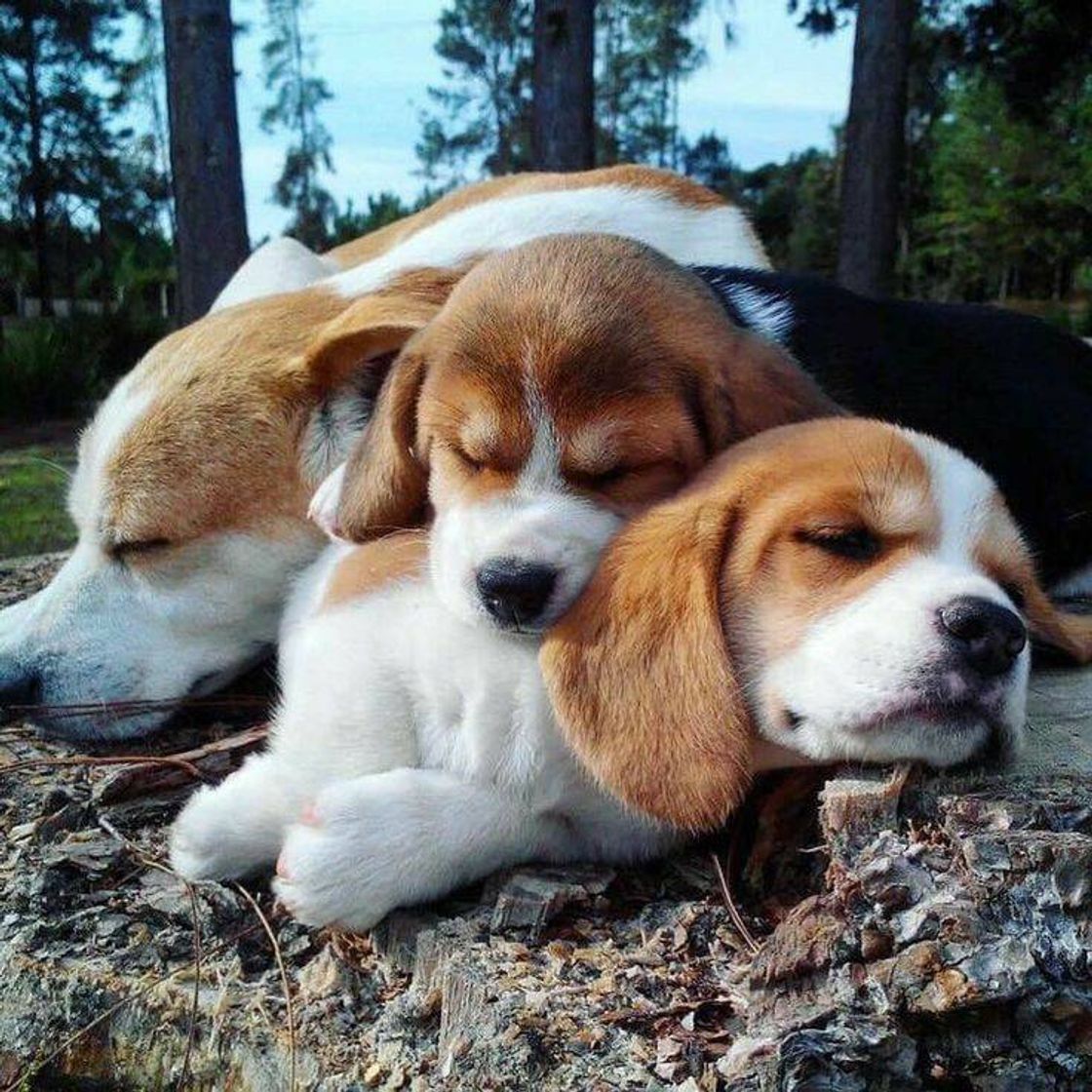 Moda Que cãezinhos tãooo fofoos!!!❤️