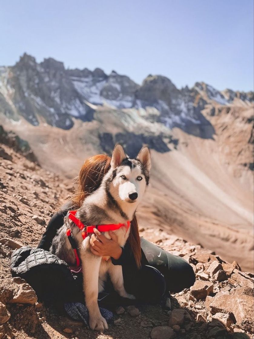 Fashion Husky 🐺