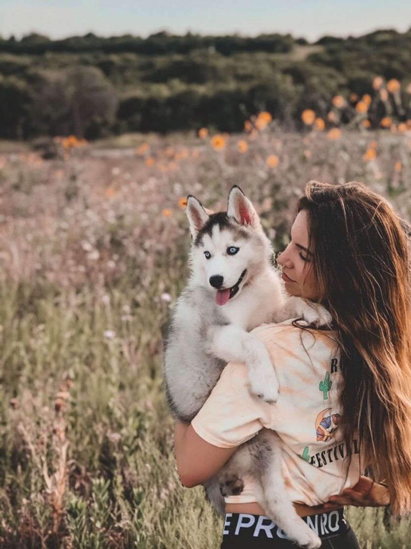 Fashion Husky puppy 🐺