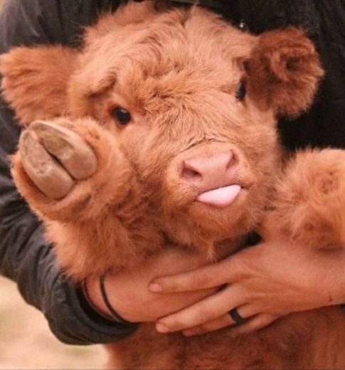 Baby cow💖