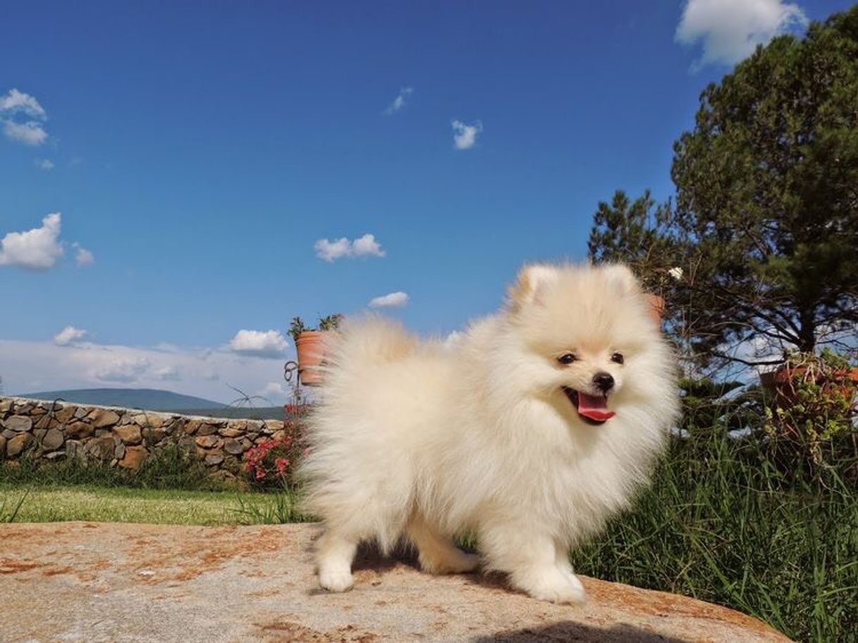 Fashion Cachorro Spitz-alemão-anão