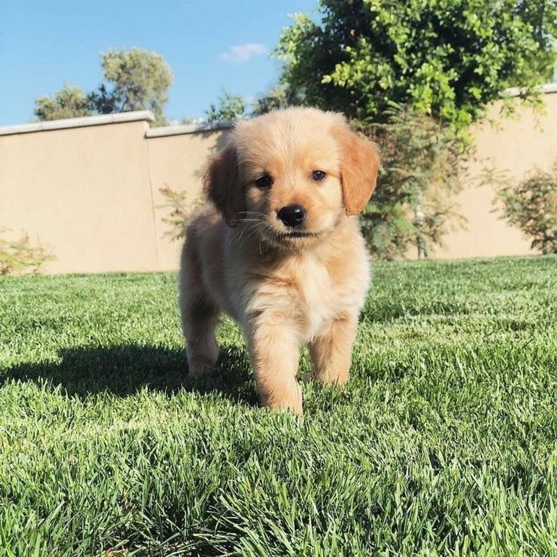 Fashion Cachorro Golden Retriever 