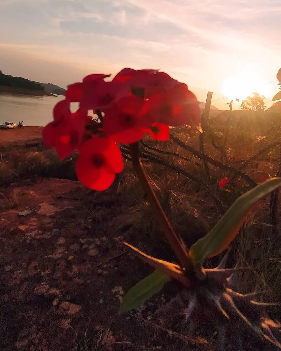 Moda Paz que a tarde e as flores transmite