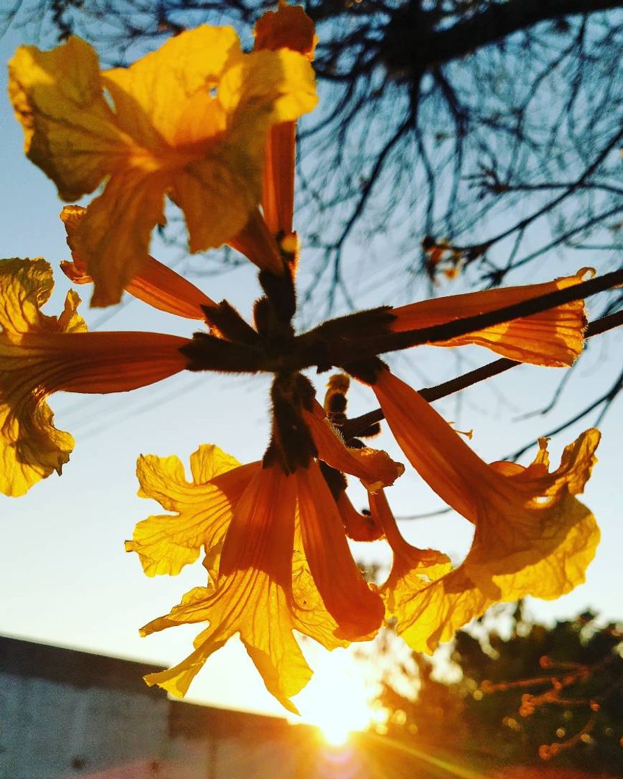 Moda A delicadeza de uma flor de ipê