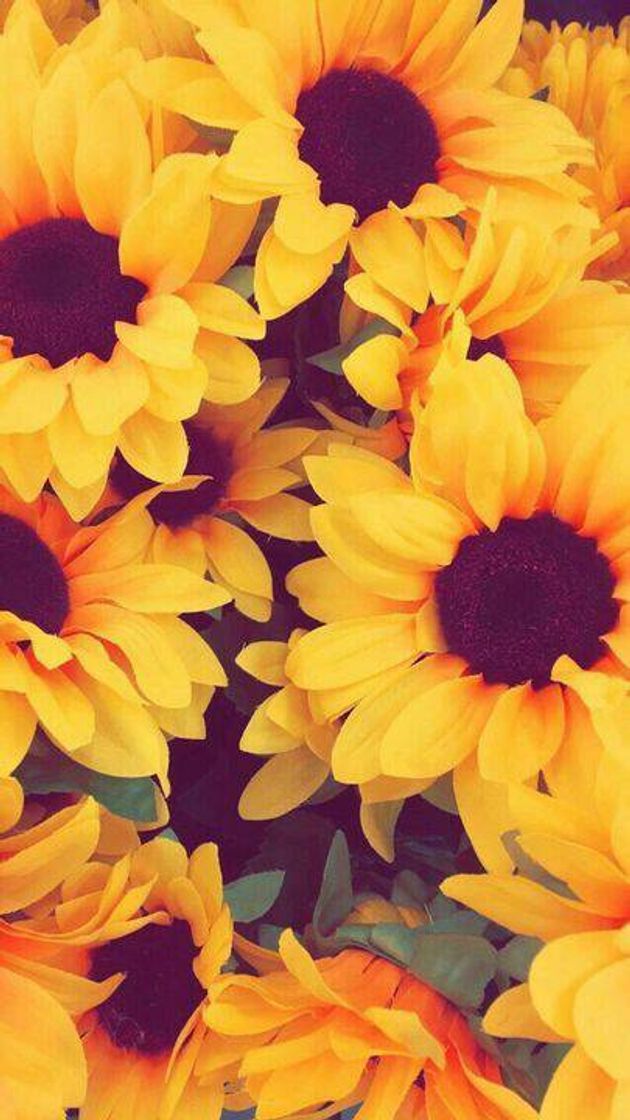 Social 🌻