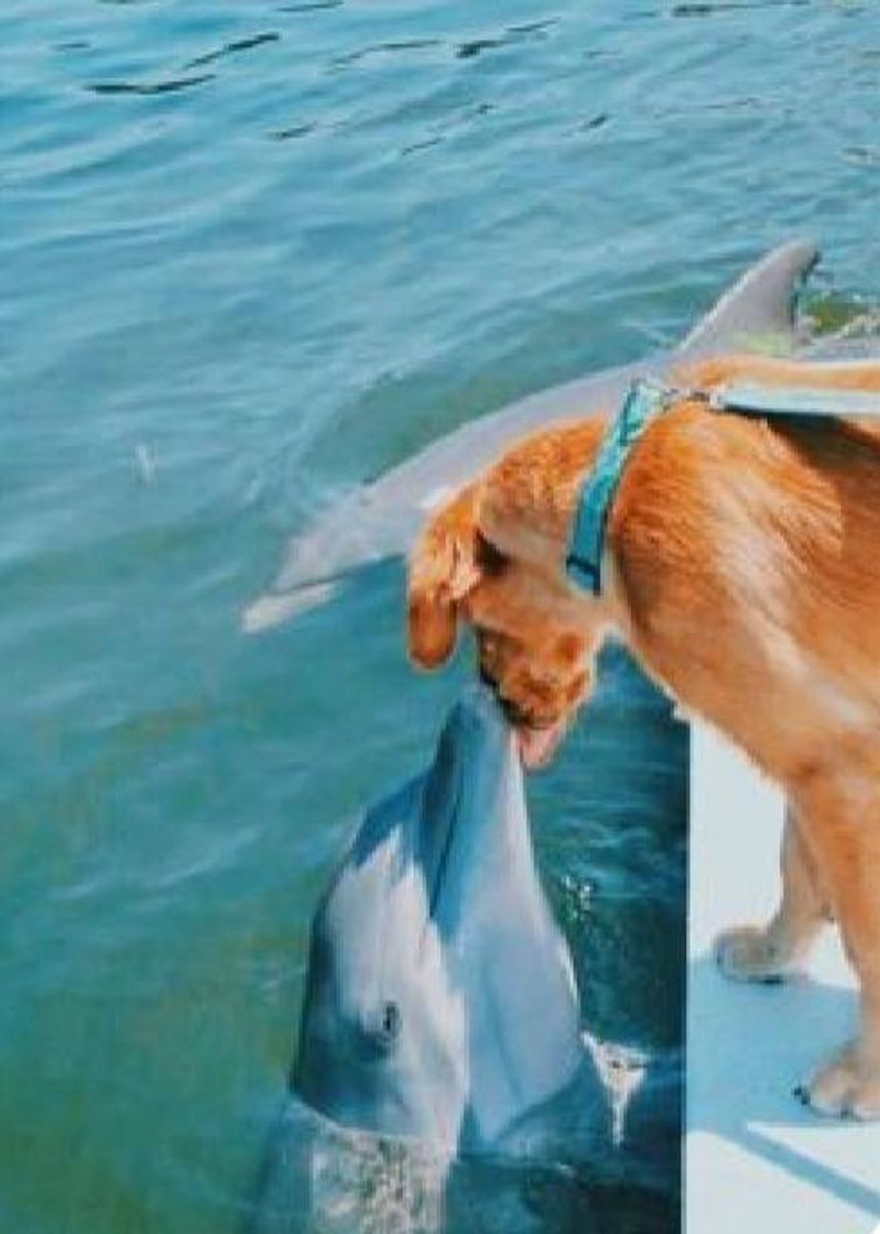 Moda 🐶🐬