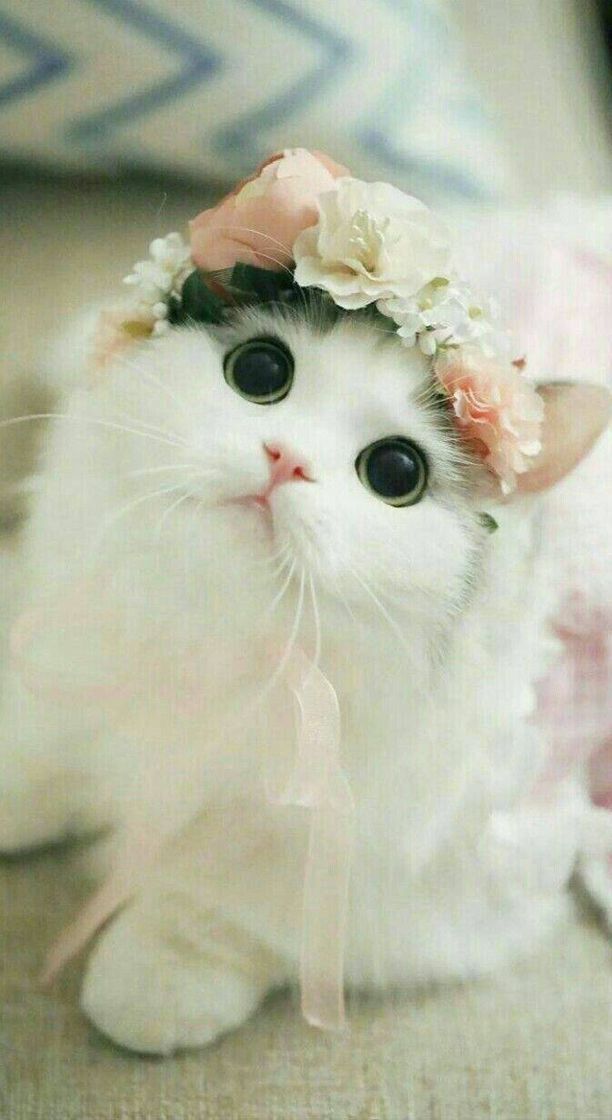 Moda Miau ❤