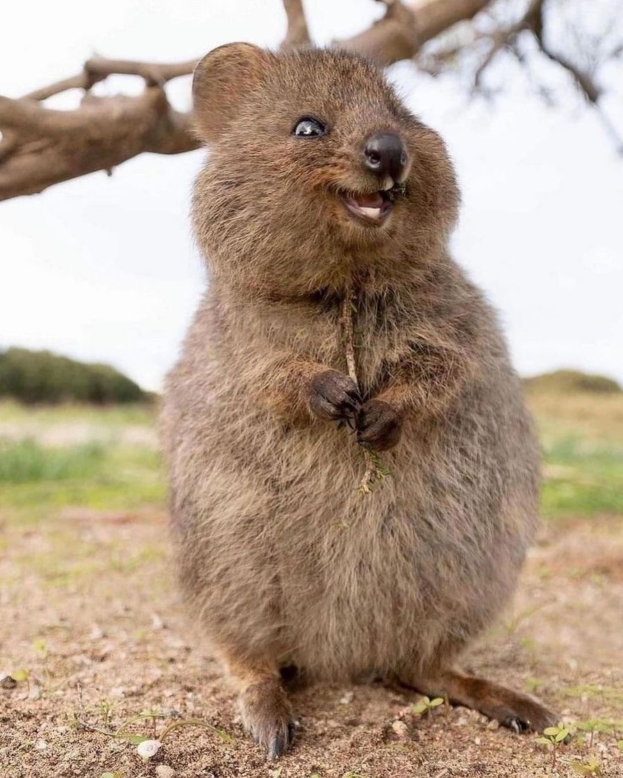 Fashion Quokka Australiano 🇦🇺