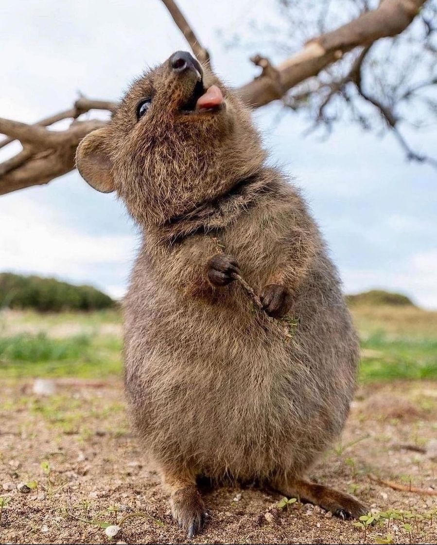 Fashion A alegria de um Quokka Australiano 🇦🇺