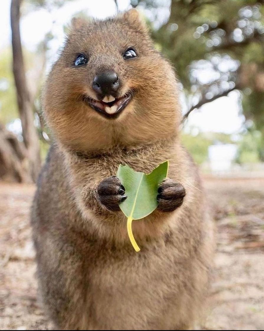 Moda Um sorriso de um Quokka Australiano 🇦🇺